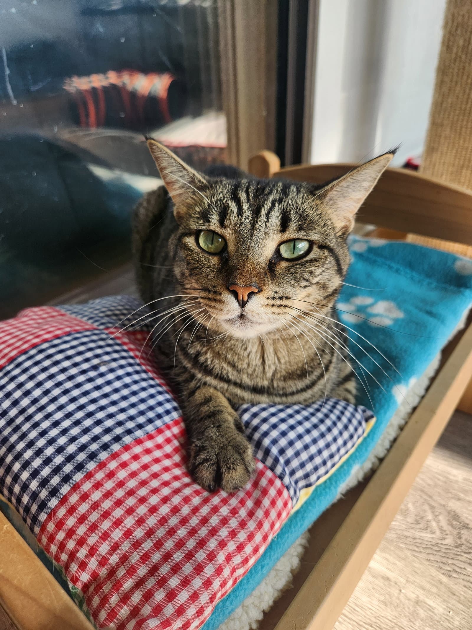 Ellie - Domestic Short Hair