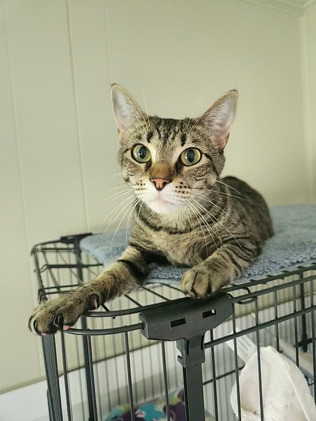 Gidgit - Domestic Short Hair