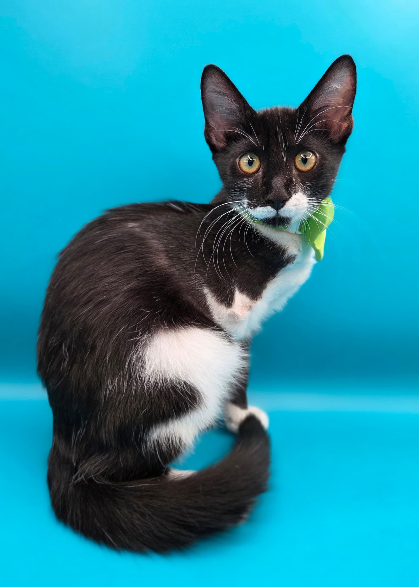 Costa  Legs - Domestic Short Hair