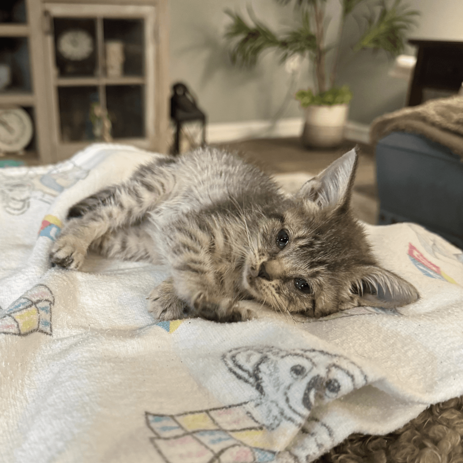 Leah - Tabby