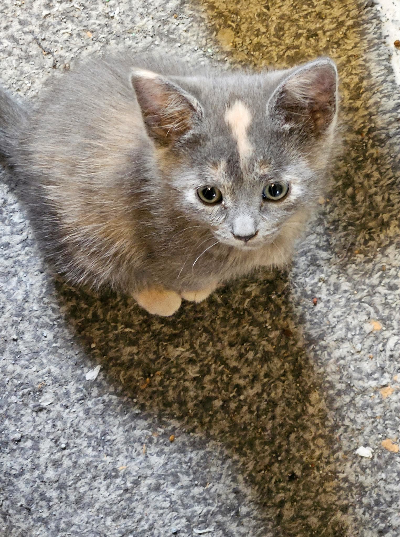 Kira - Dilute Calico