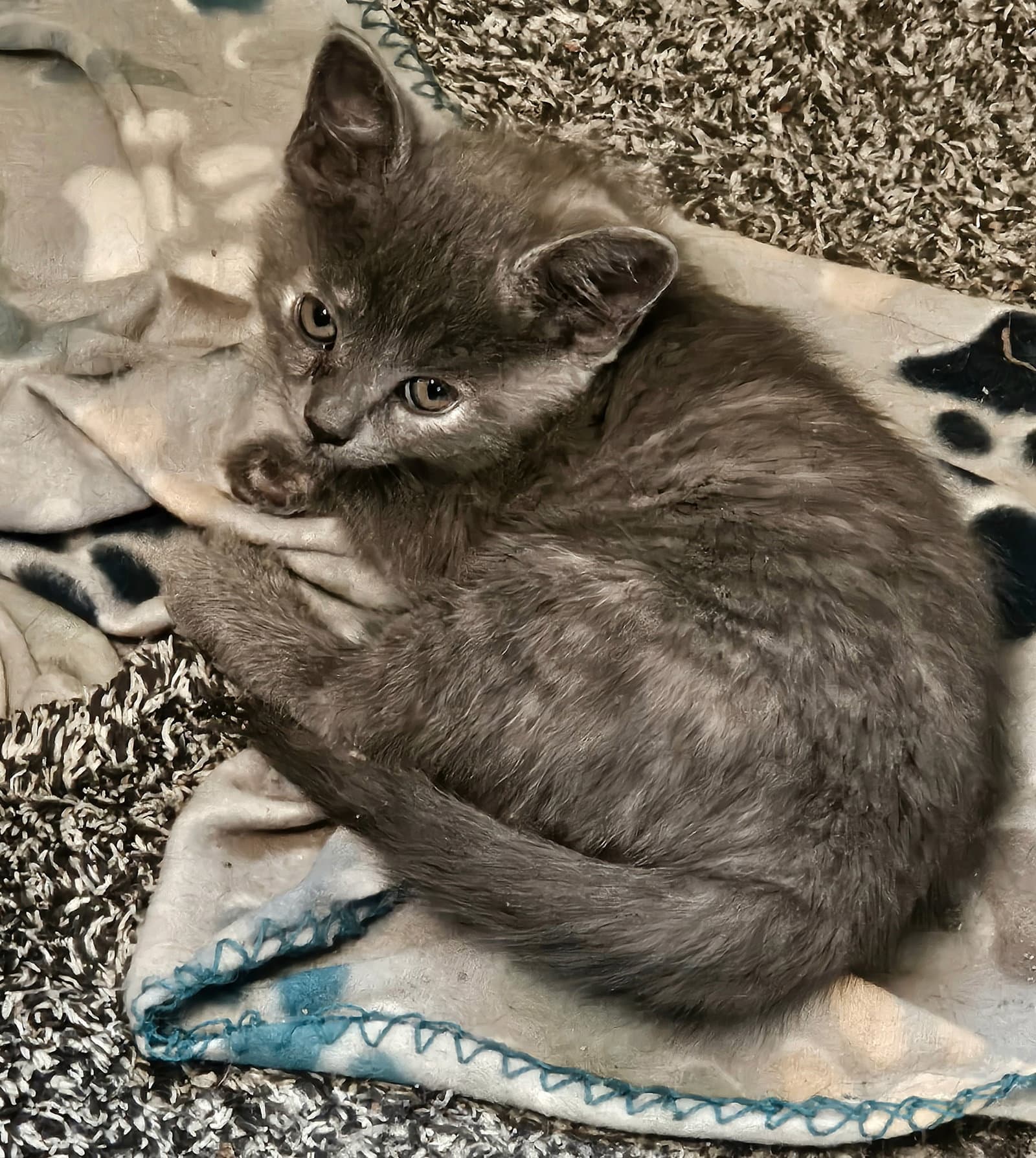 Keanu - Domestic Medium Hair