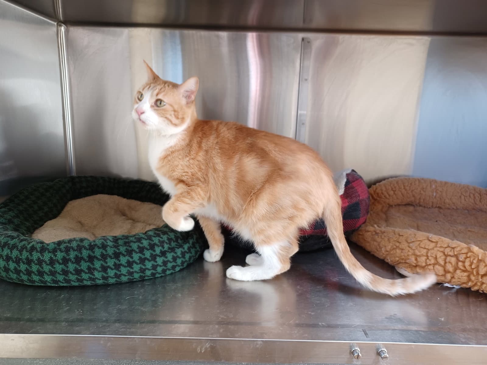 Honey - Domestic Short Hair