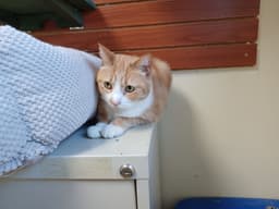 Honey image 4