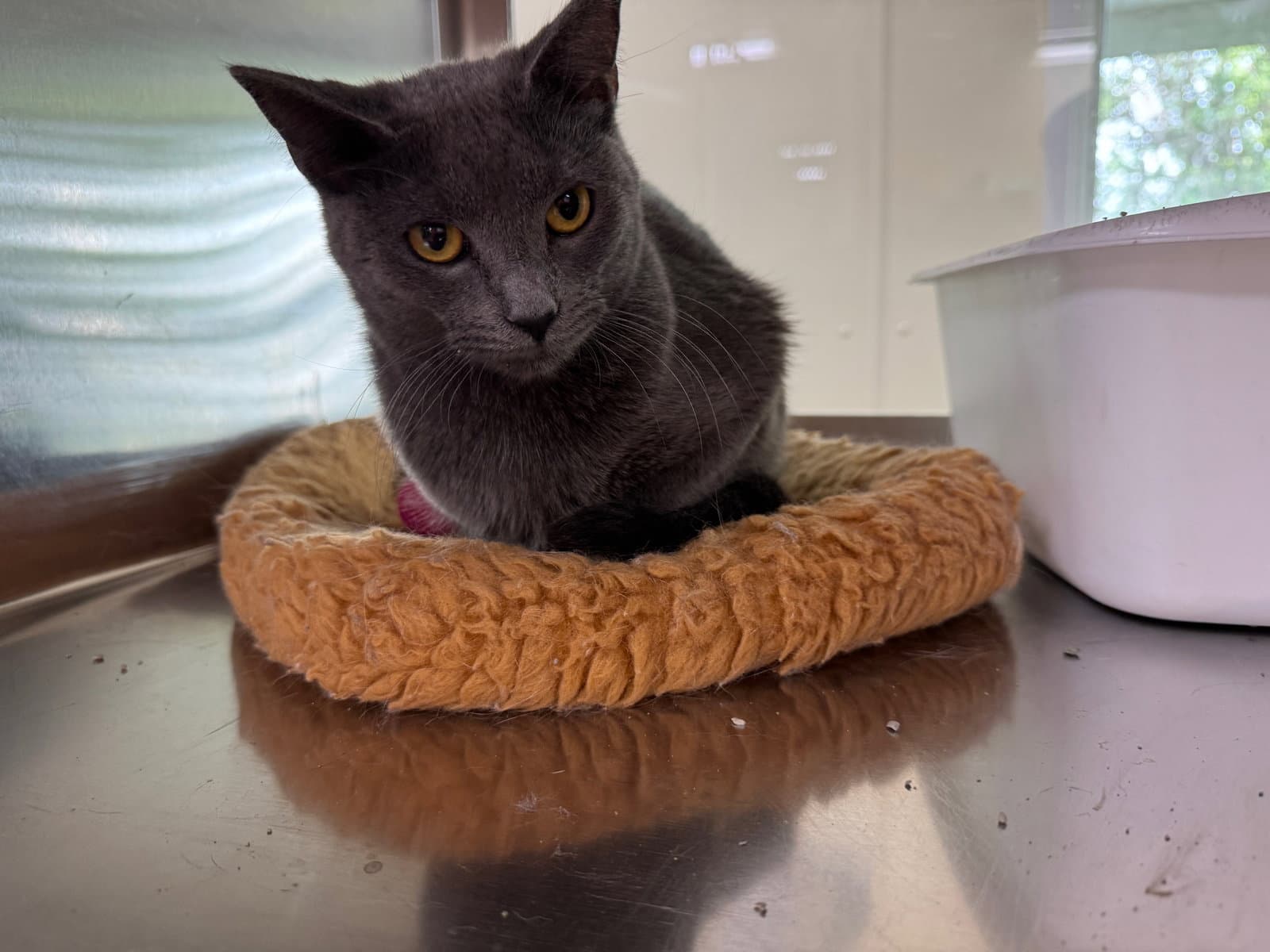 Nettie - Domestic Short Hair