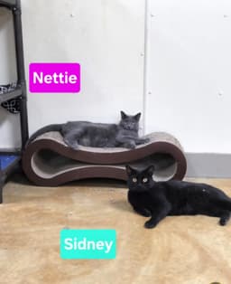 Nettie image 2