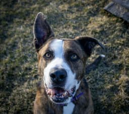 Ares image 3