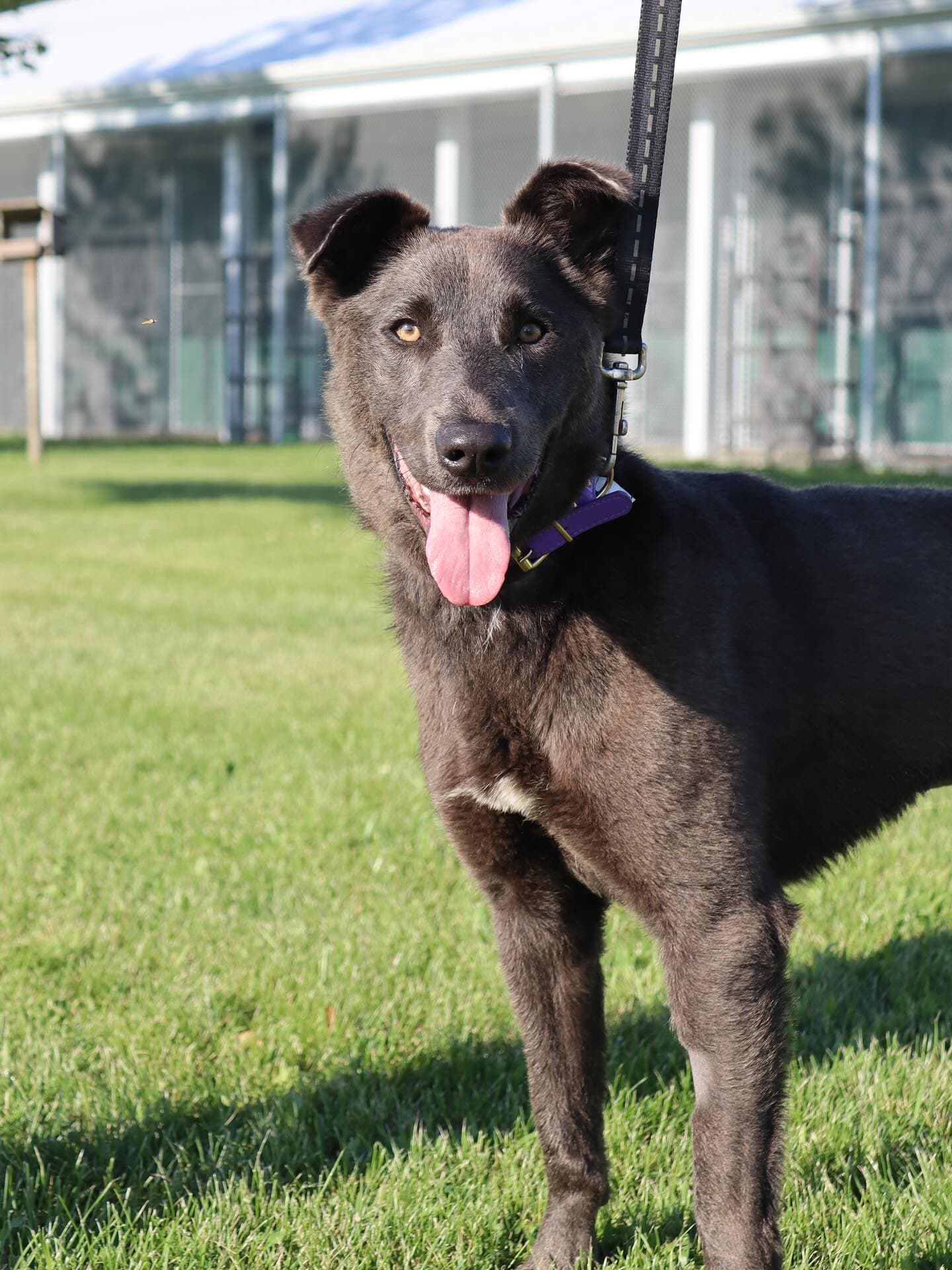 Stella - Shepherd