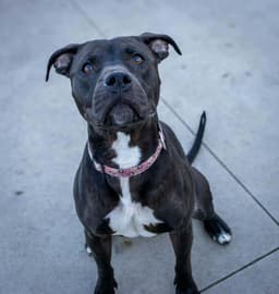 Sasha image 1