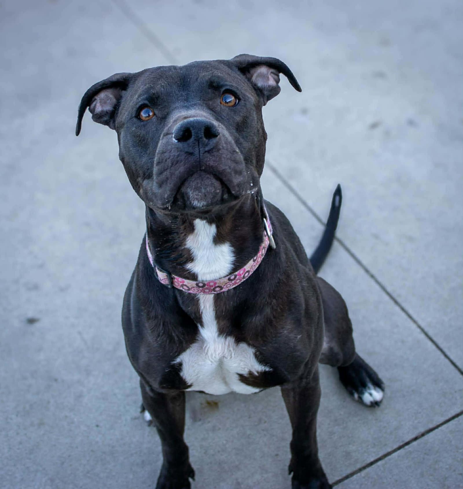 Sasha - Pit Bull Terrier