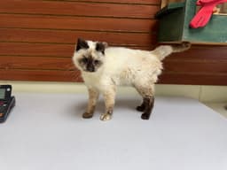 Mildred image 2