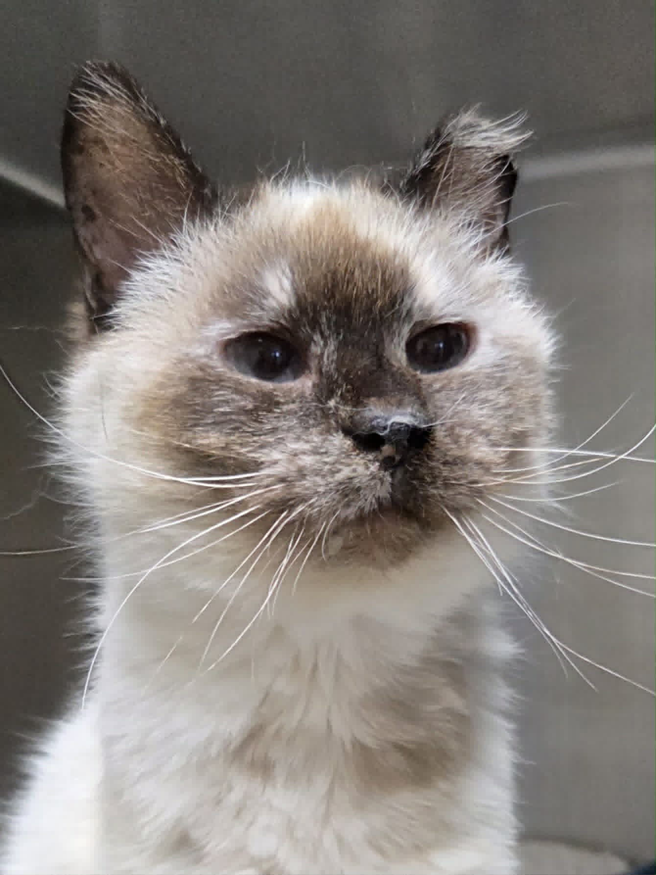 Mildred - Snowshoe