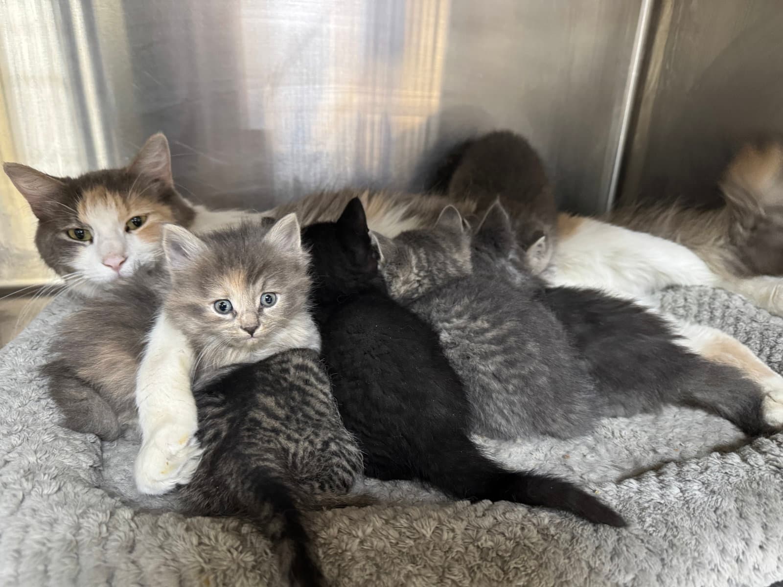 Caroline - Domestic Medium Hair
