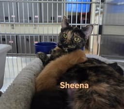 Sheena image 4