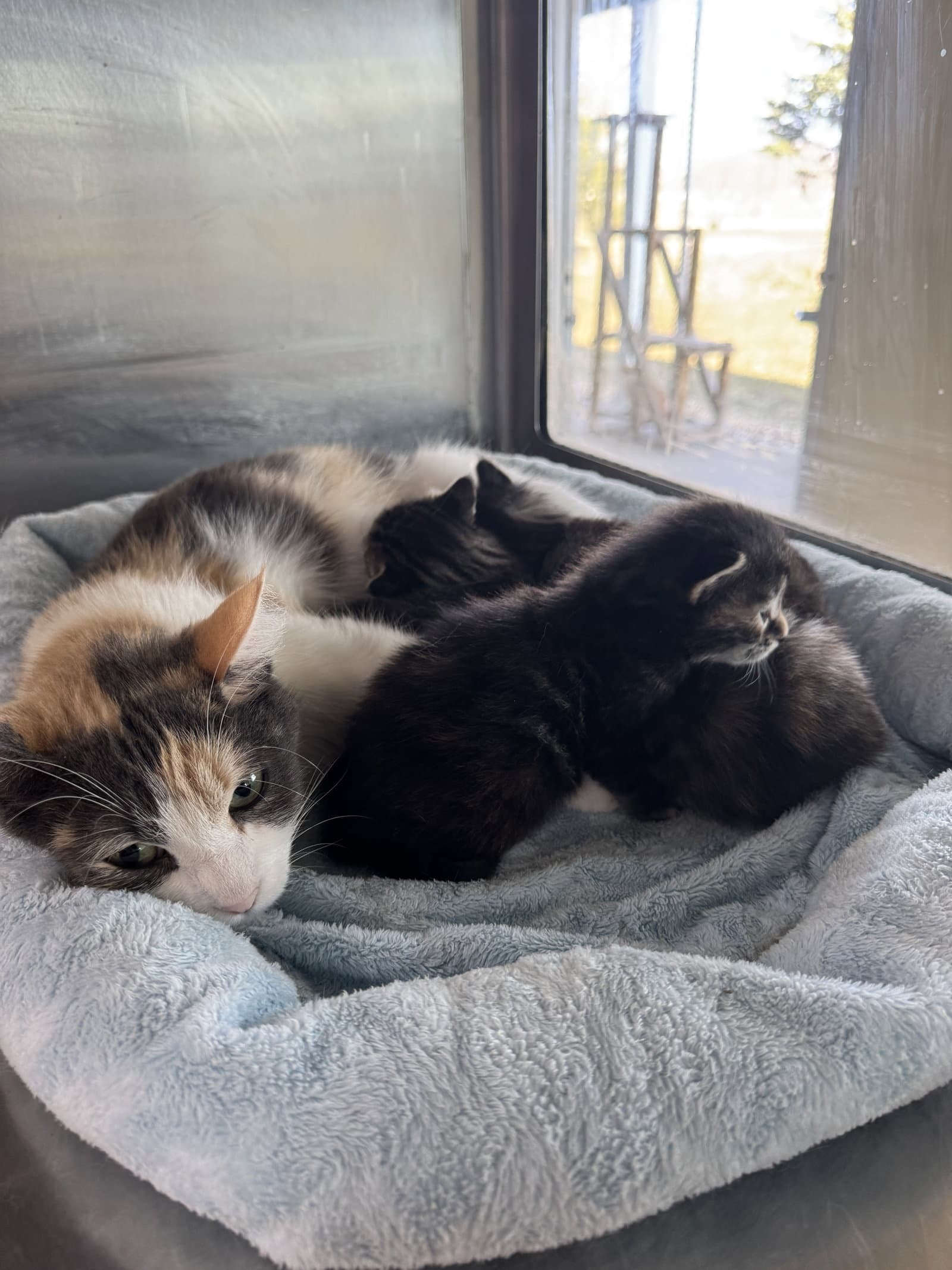 Izzy - Calico