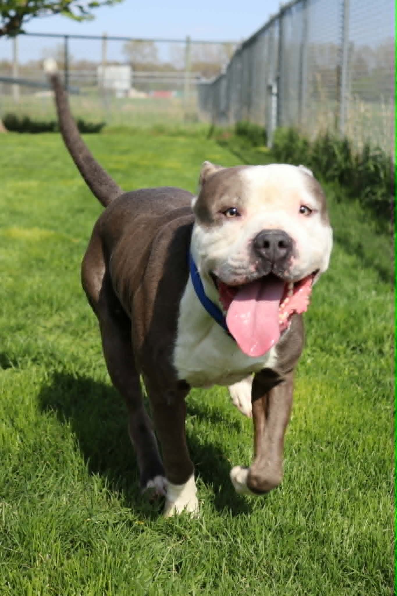 Travis - Pit Bull Terrier