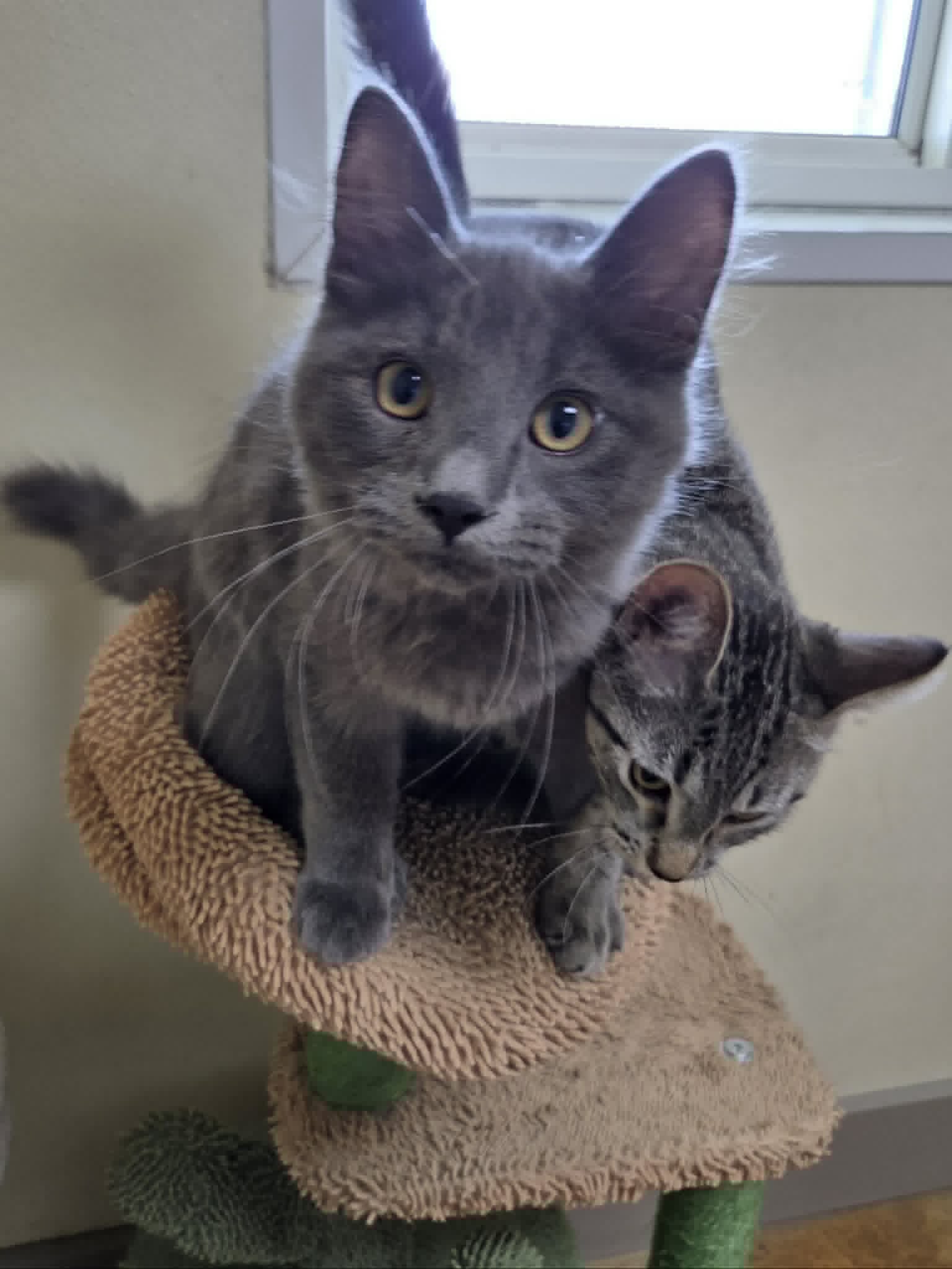 Greg - Domestic Medium Hair