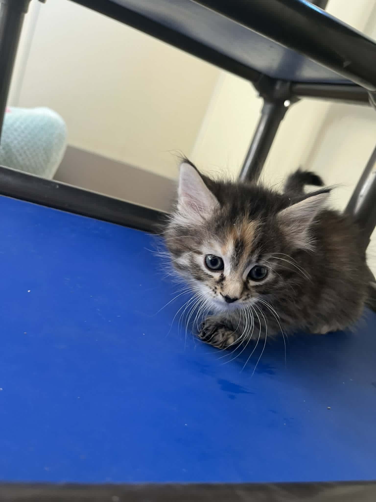 Liv - Calico
