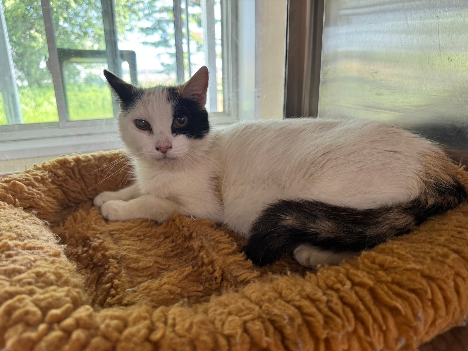 Jewel - Calico