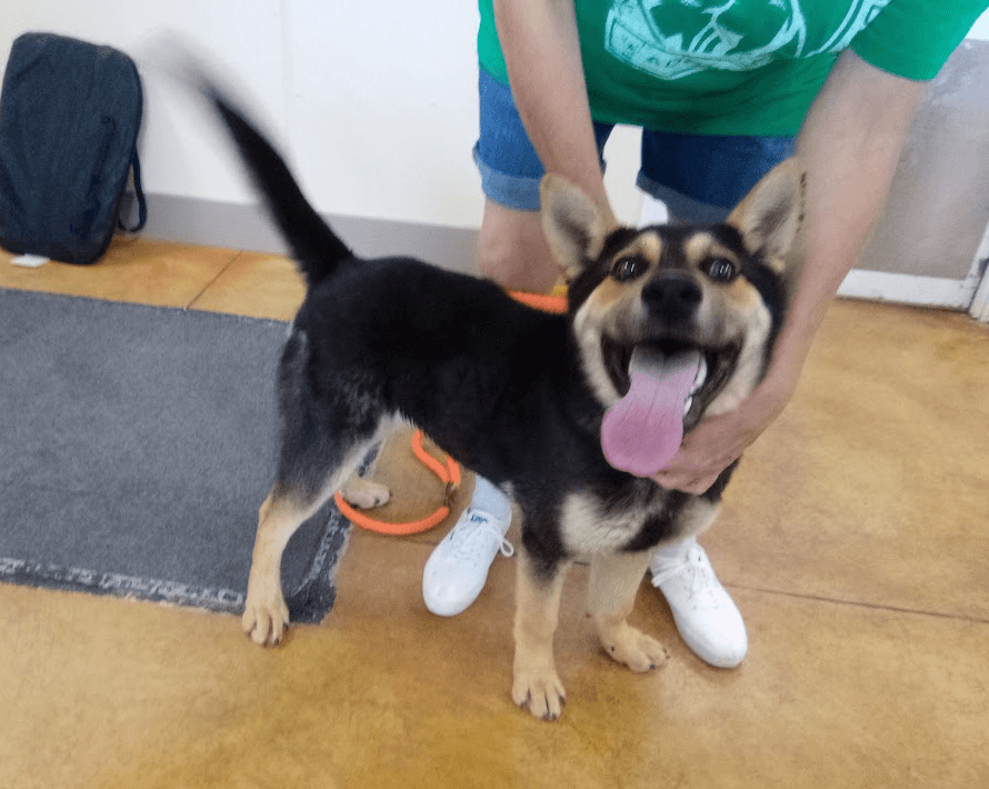 Rowdy - German Shepherd Dog
