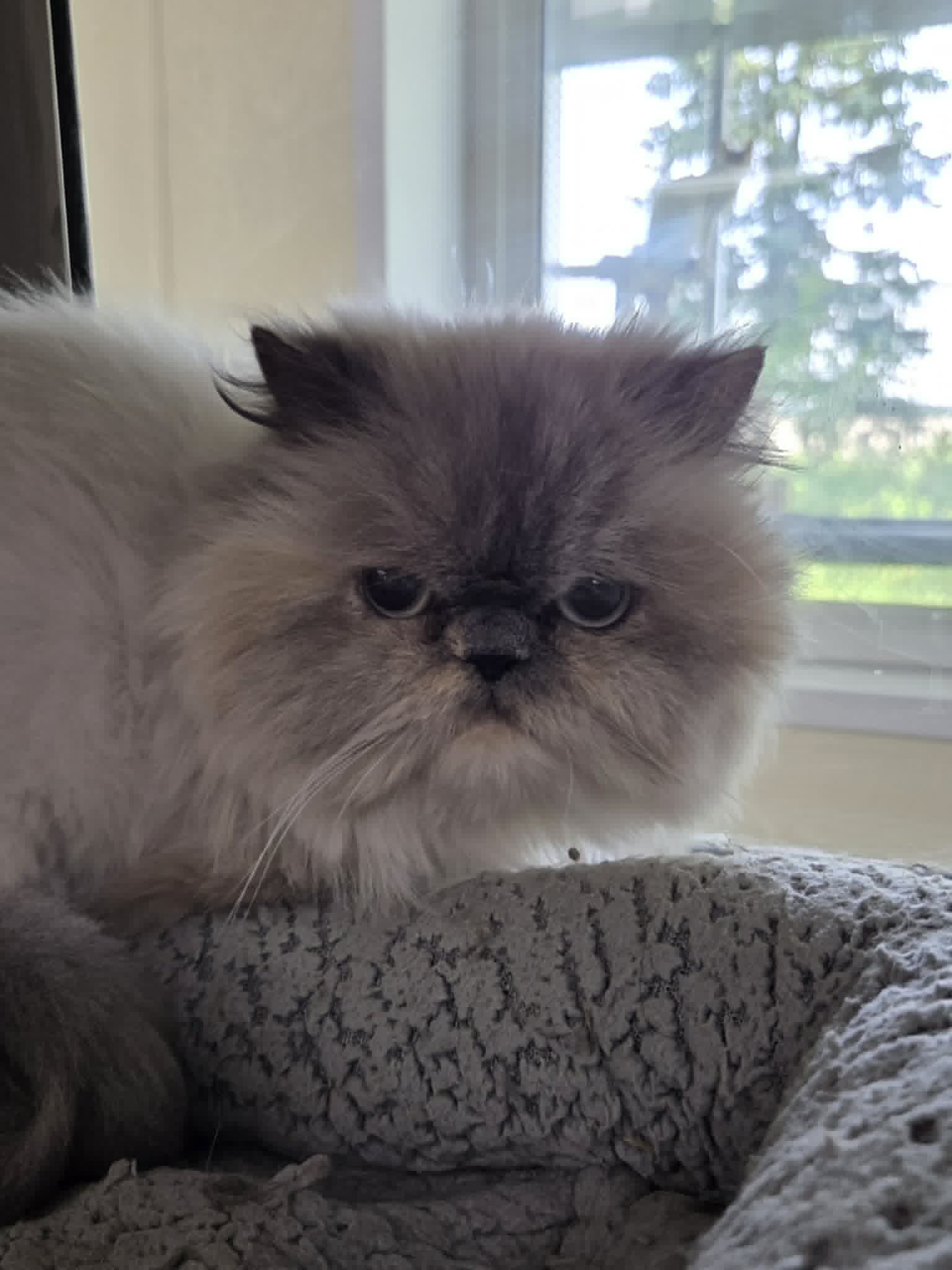 Ellie - Persian