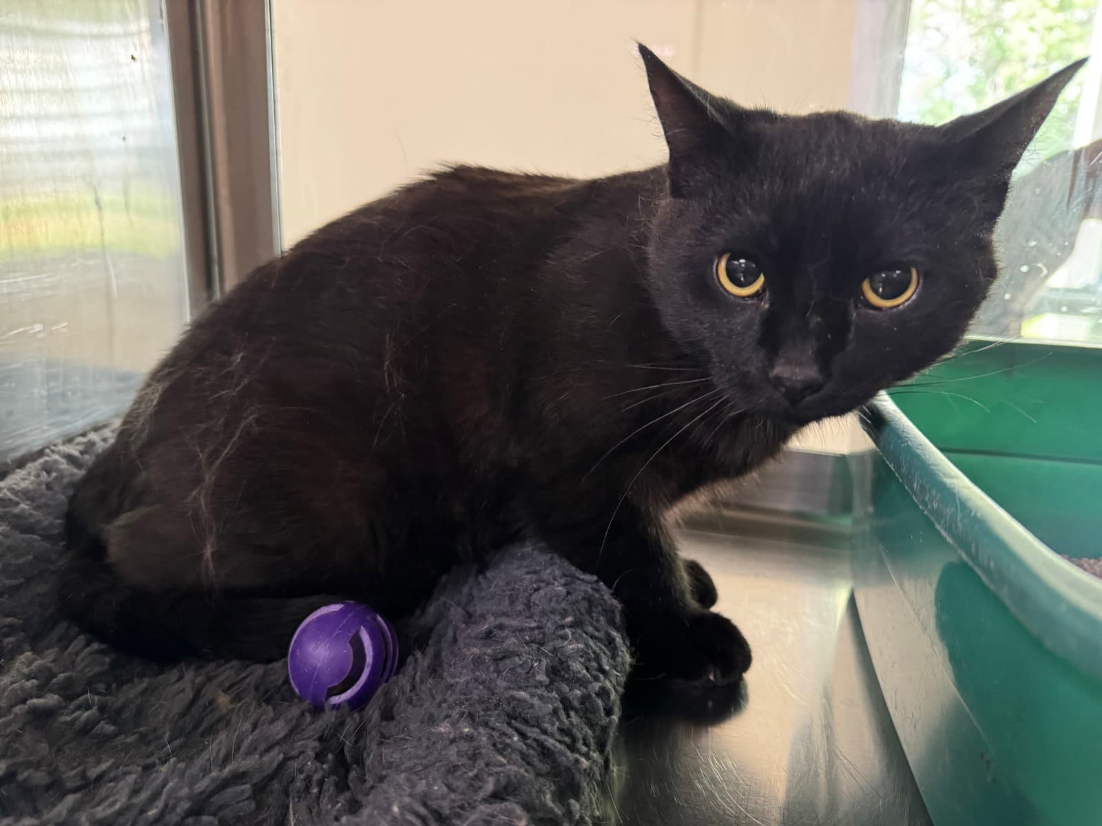 Tc - Domestic Short Hair