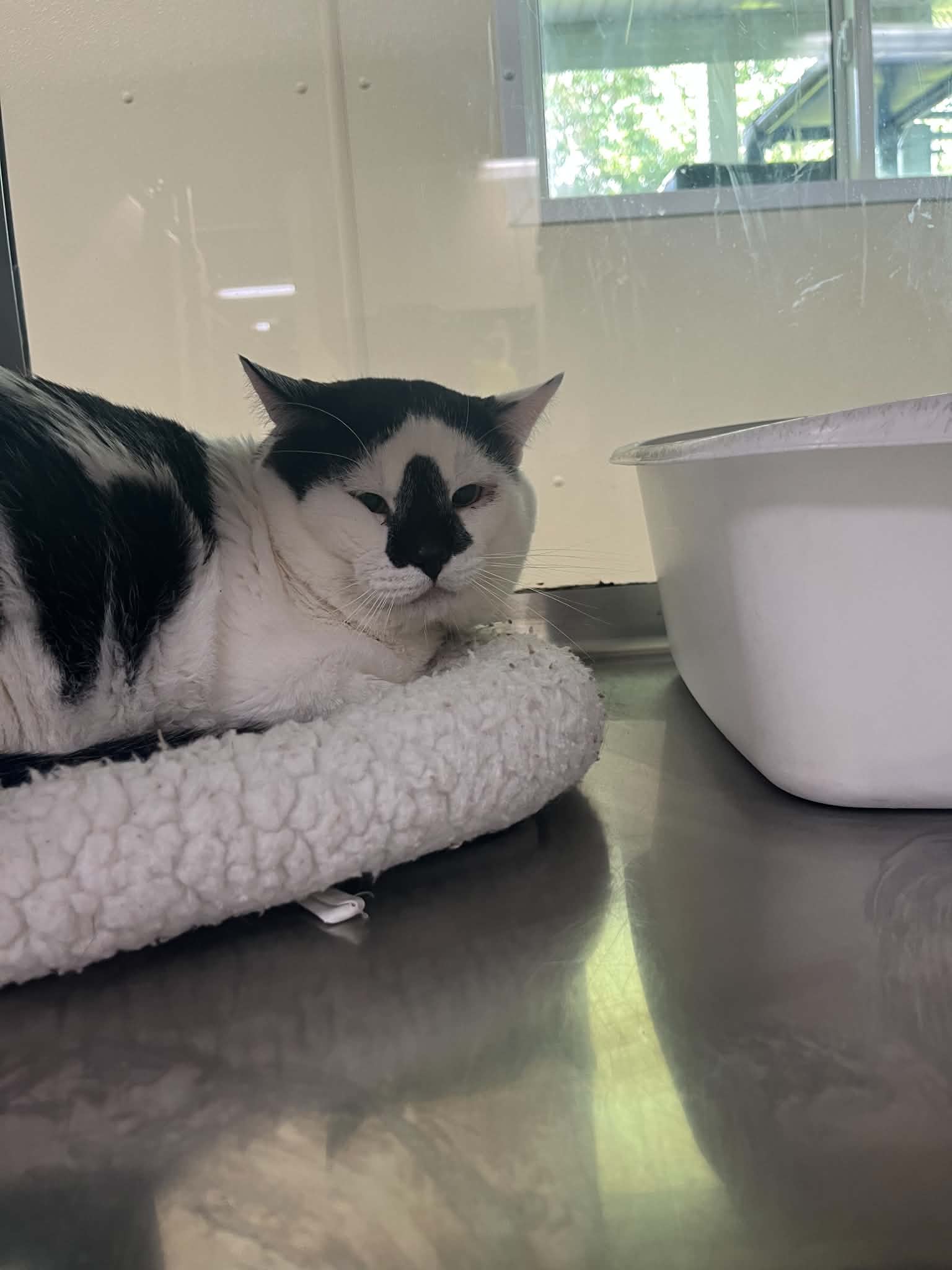 Arrow - Domestic Short Hair