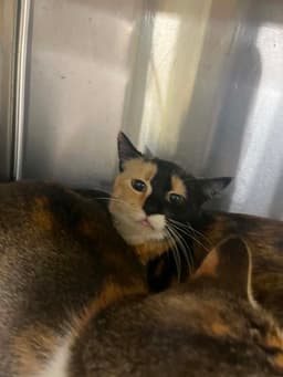 Tabitha image 1