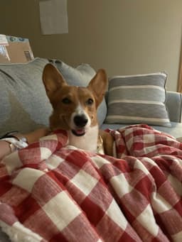 Phoebe image 2
