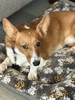 Phoebe image 1
