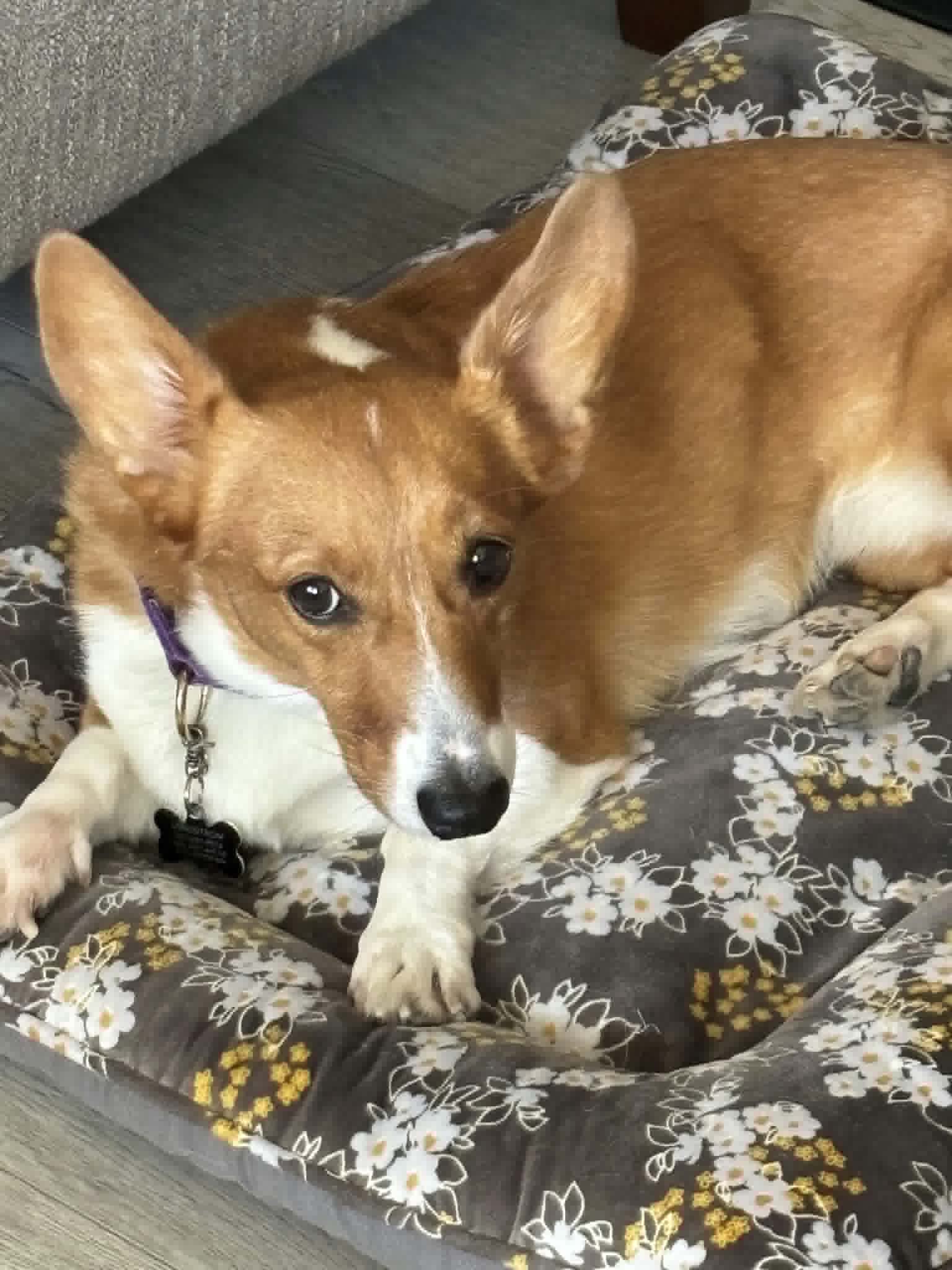 Phoebe - Pembroke Welsh Corgi