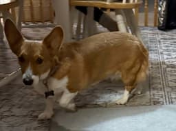 Phoebe image 4