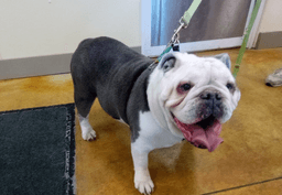 Bella Breed Experience Needed image 2