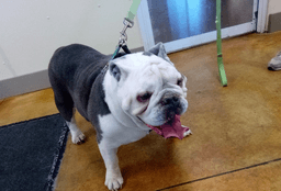 Bella Breed Experience Needed image 3