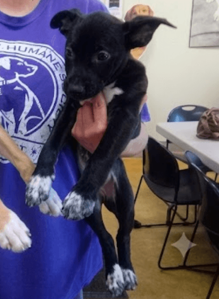 Hazel - Pit Bull Terrier