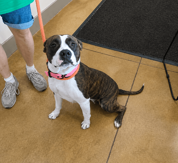 Netta - Pit Bull Terrier