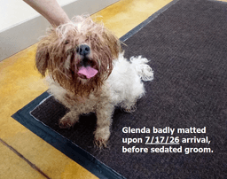 Glenda Senior Dog - Fee Waived image 3
