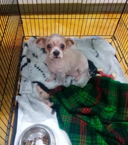 Glenda Senior Dog - Fee Waived image 1