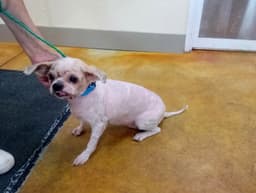 Glenda Senior Dog - Fee Waived image 2