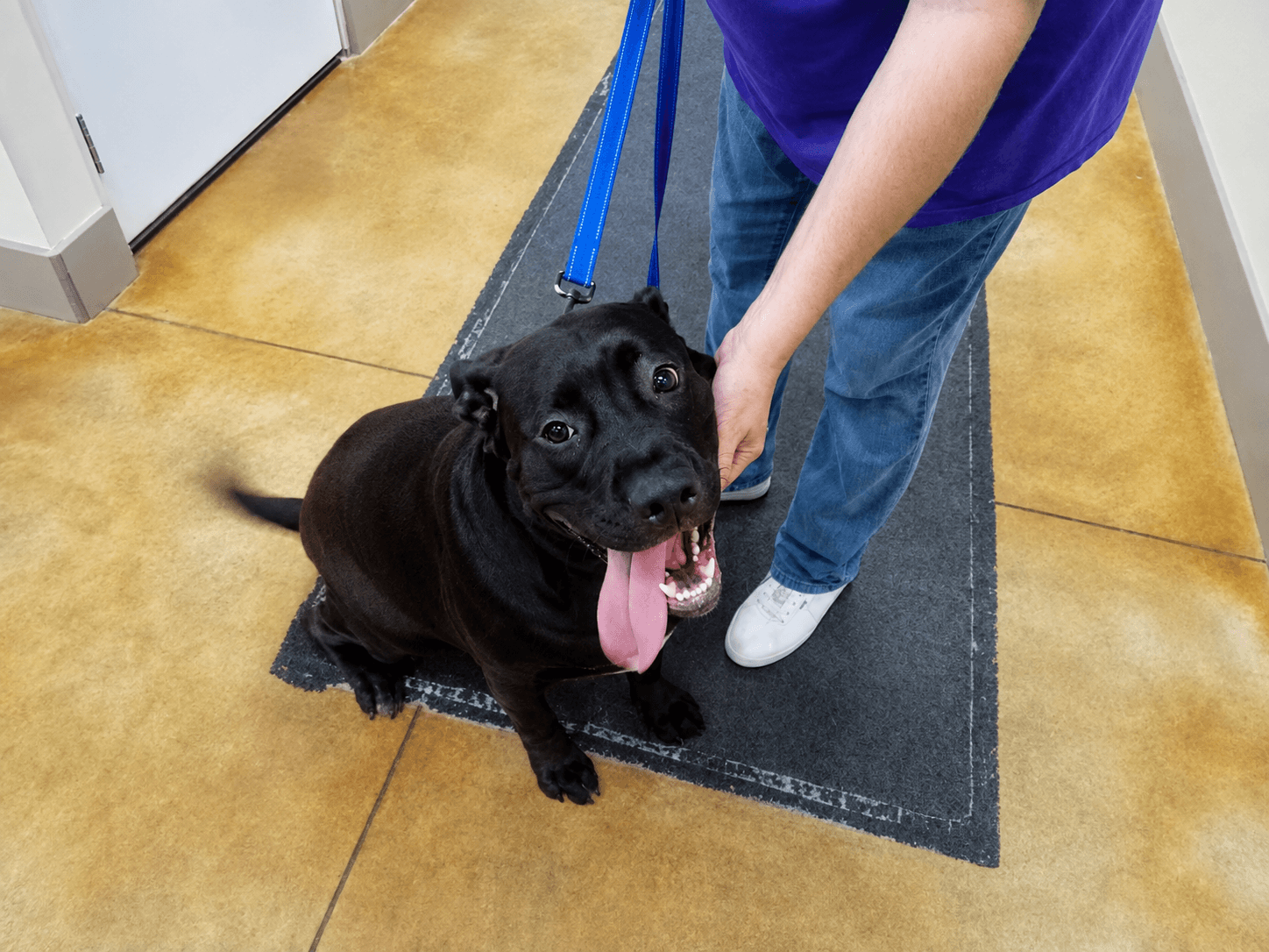 Tilly - Labrador Retriever
