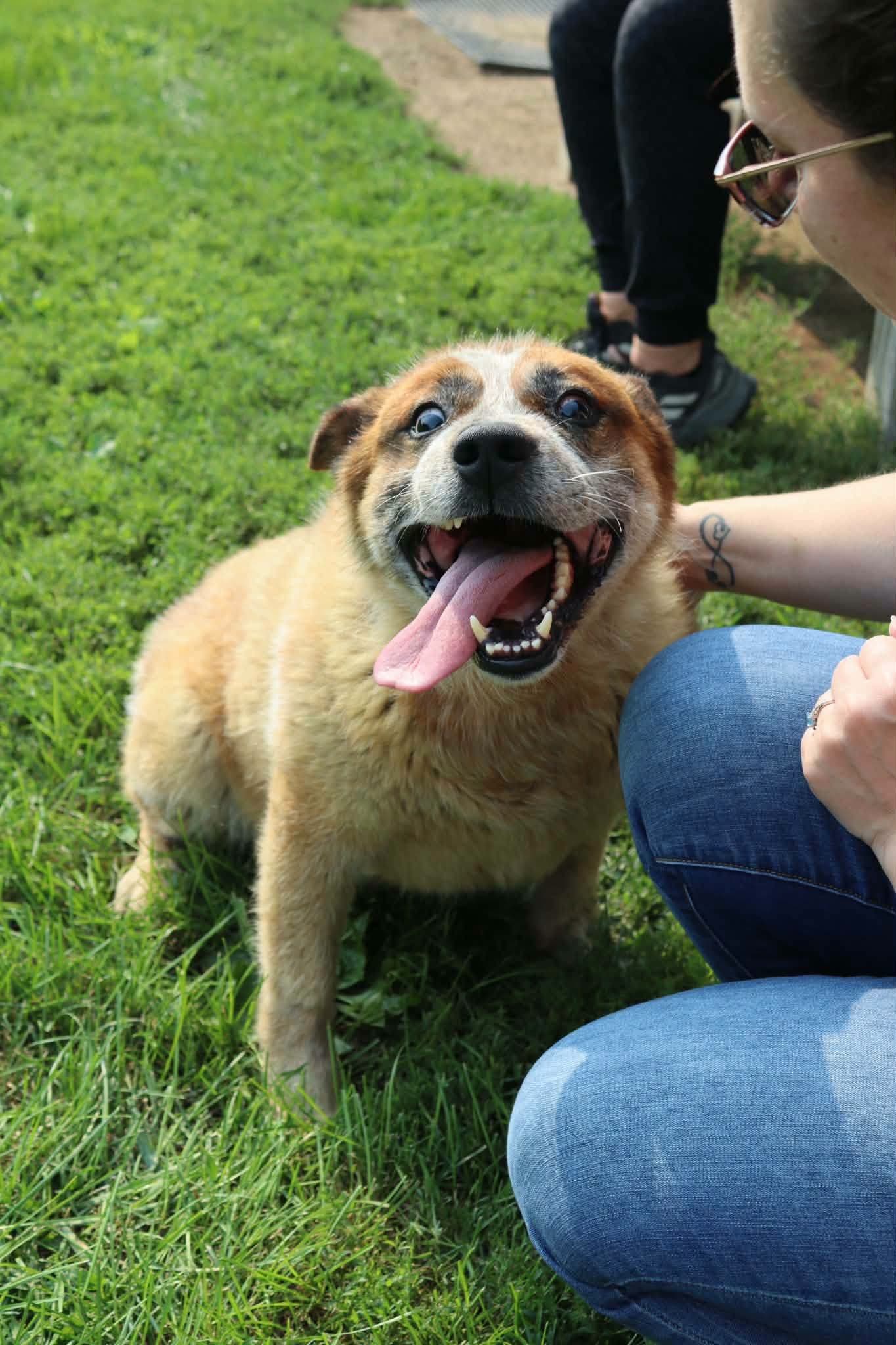 Darrow - Red Heeler