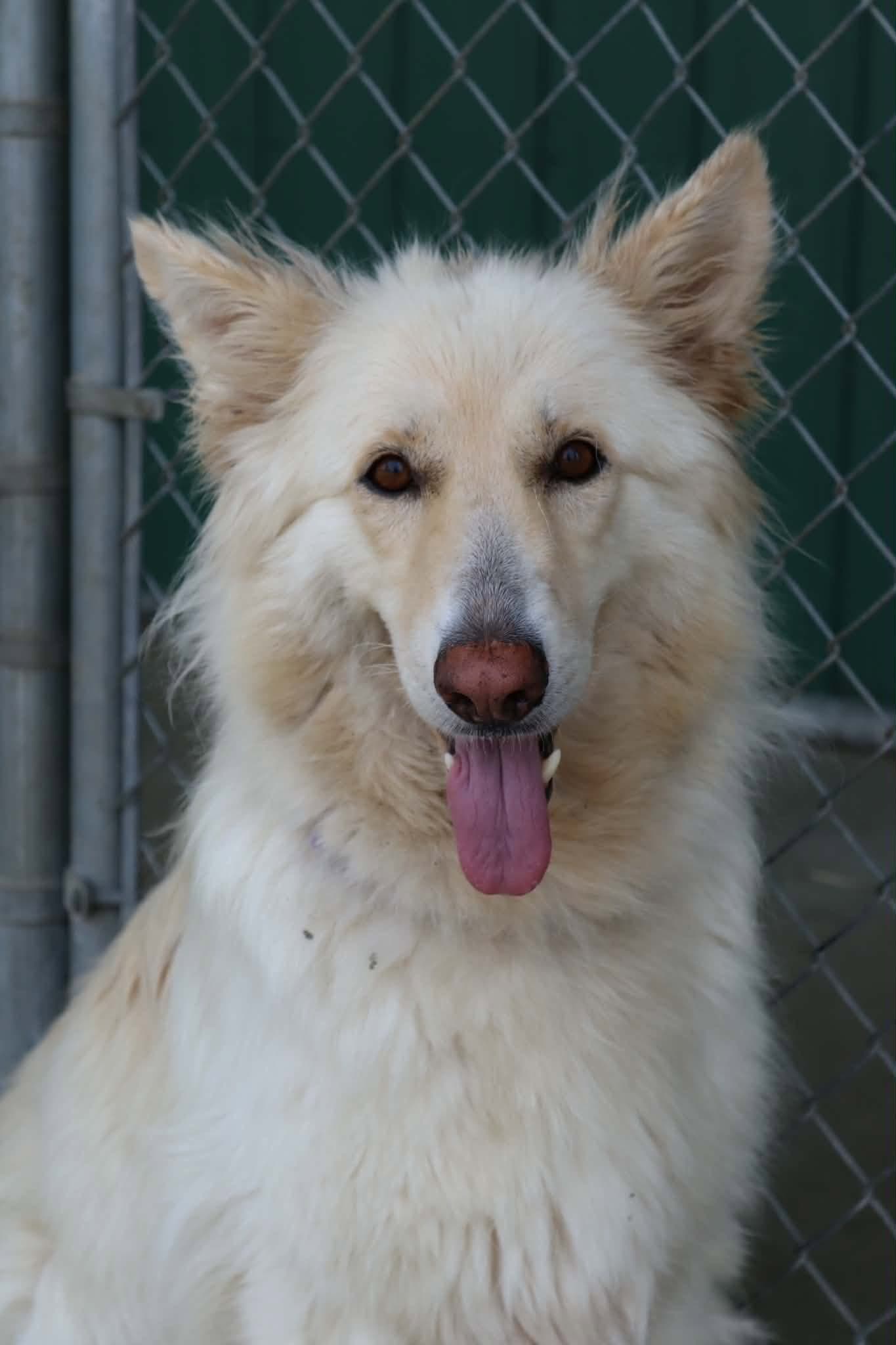 Ahri - German Shepherd Dog