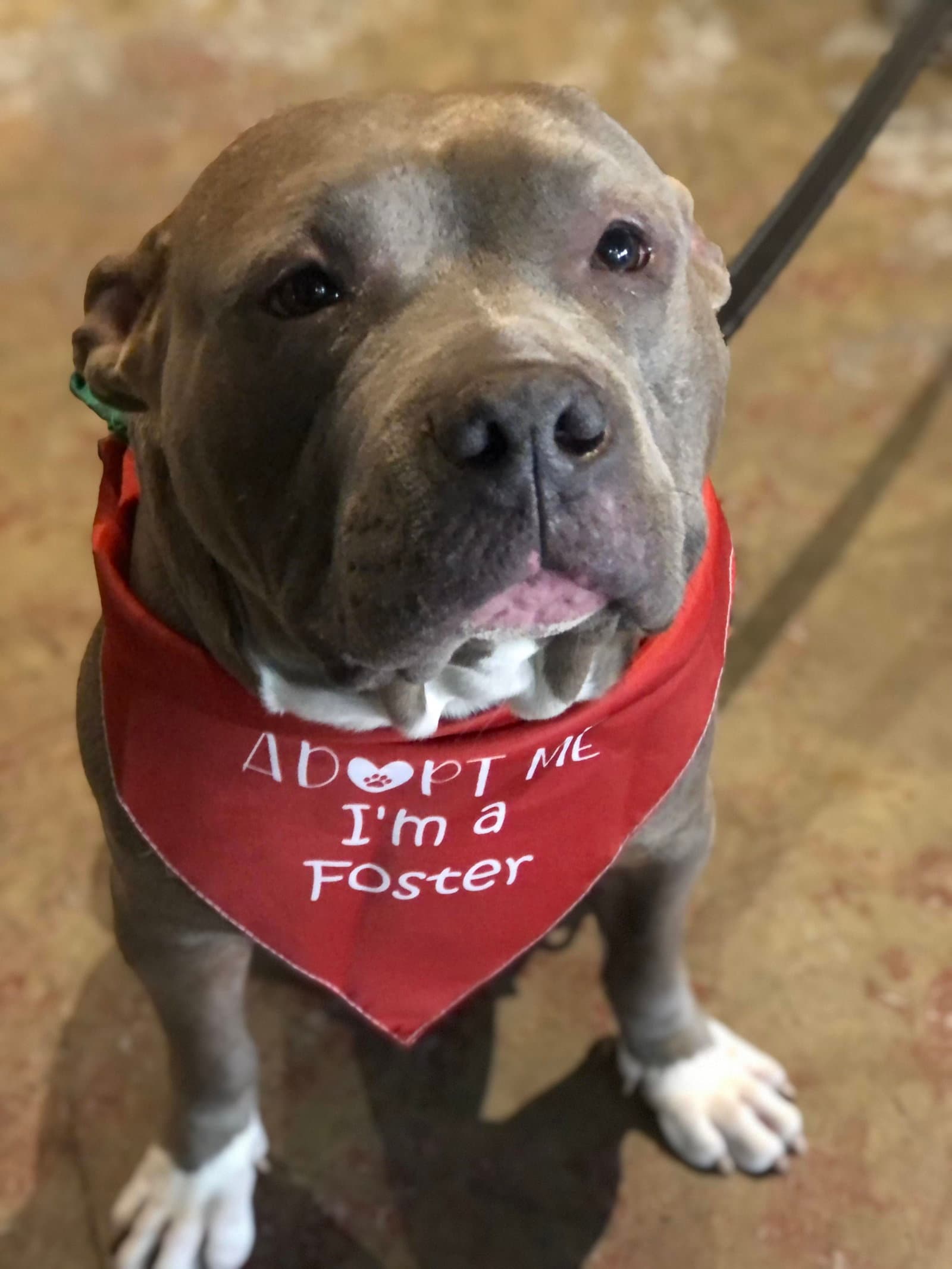 Jazz - Pit Bull Terrier