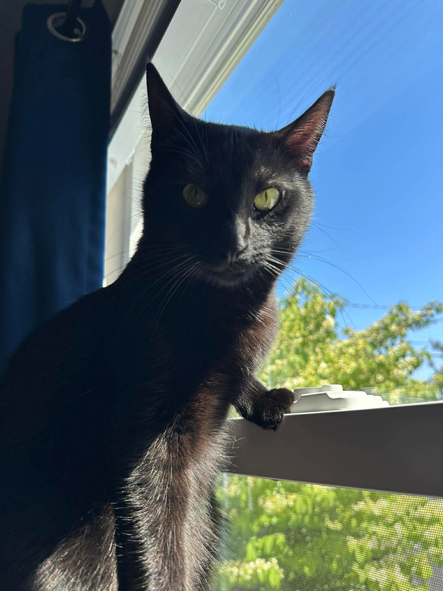 Scar - Domestic Short Hair