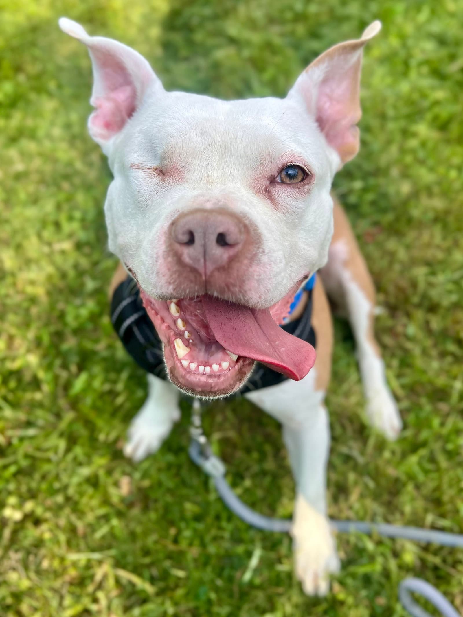 Wiggles - Pit Bull Terrier