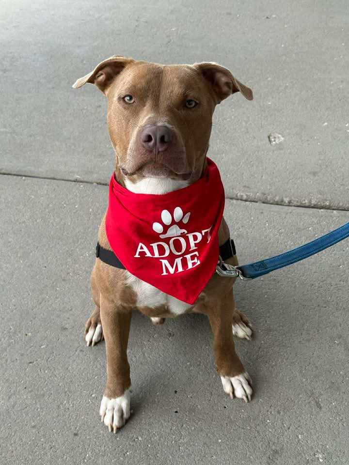Macchiato - Pit Bull Terrier