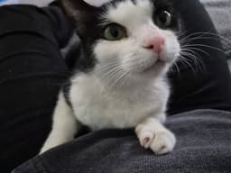 Kiki image 1