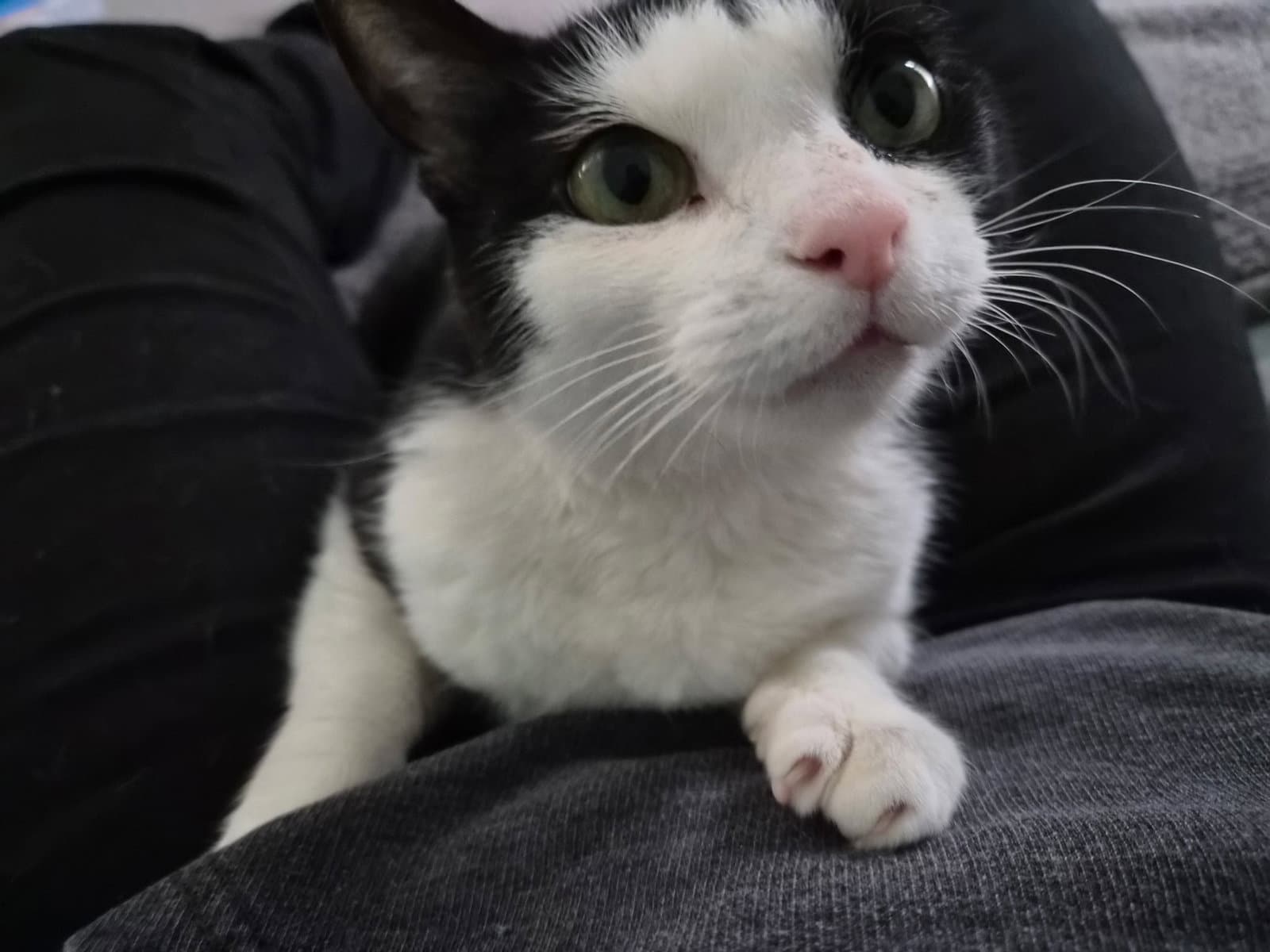 Kiki - Domestic Short Hair