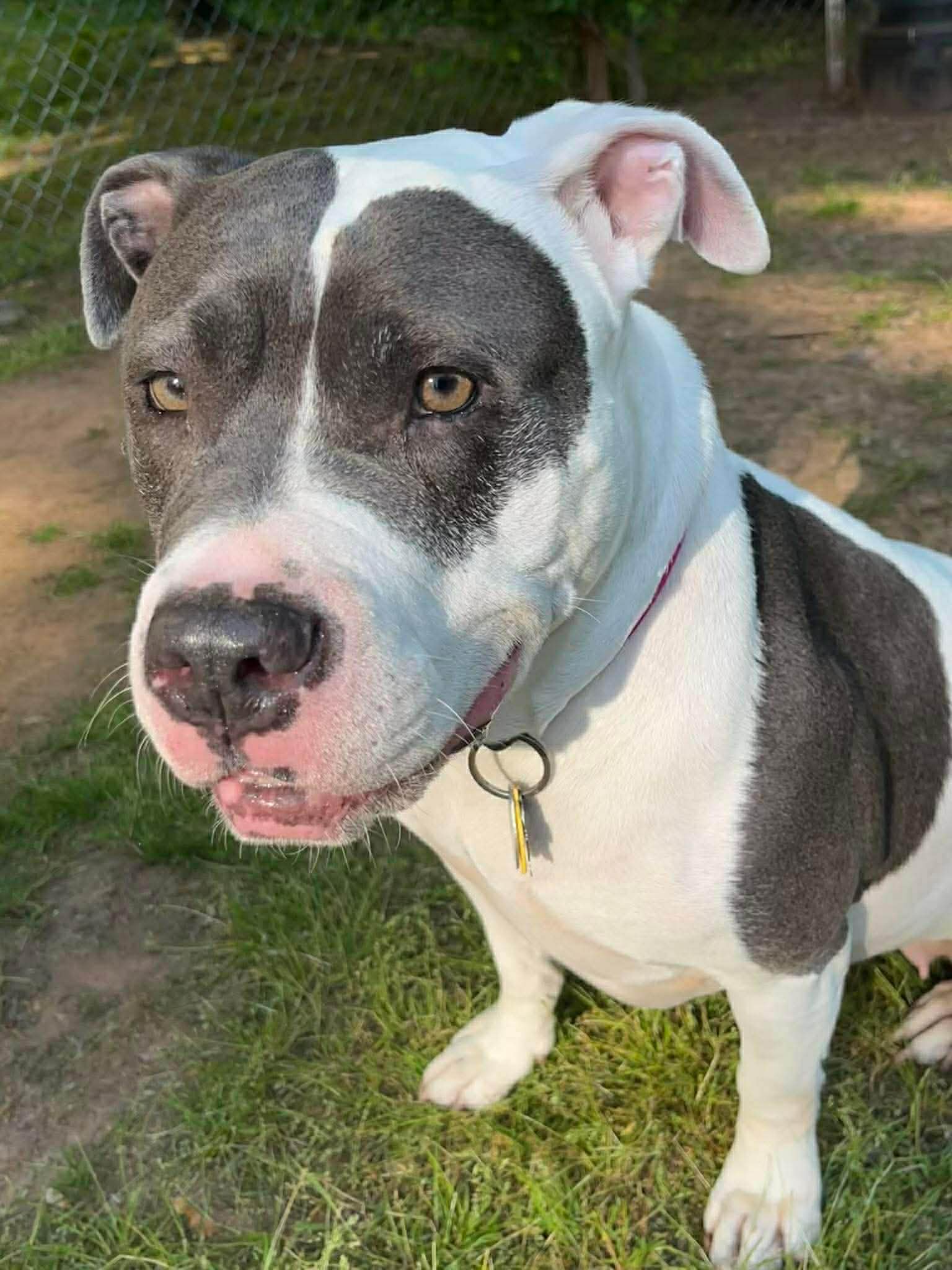 Diamond - Pit Bull Terrier