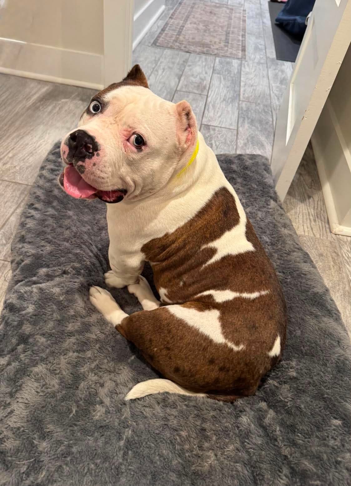 Tilly - American Bulldog